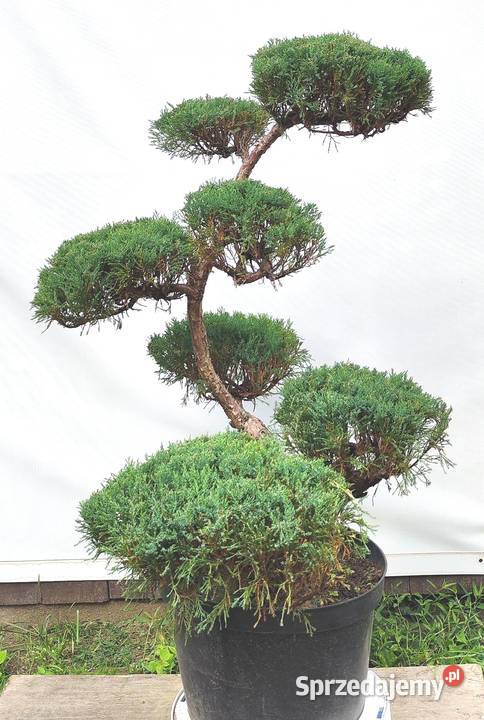 Bonsai Niwaki Jałowiec sabiński Mas Medynia Łańcucka