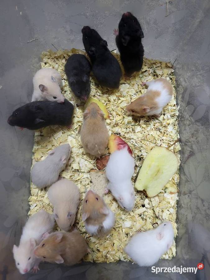 Chomiki syryjskie Wrocław