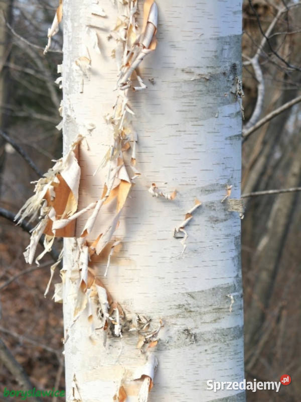 BRZOZA PAPIEROWA Betula papyrifera NASIONA 10000 Lubanie