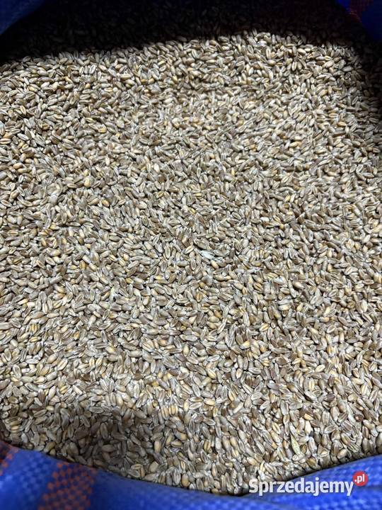 Pszenica kwalifikacie banatus owies Wara sprzedam