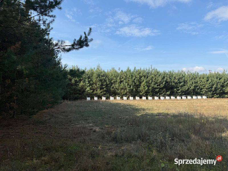 Piękna działka z warunkami zabudowy idealna pod Szczawin Kościelny