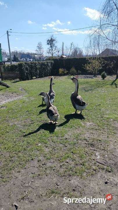 Gęś kubańska para Suszec