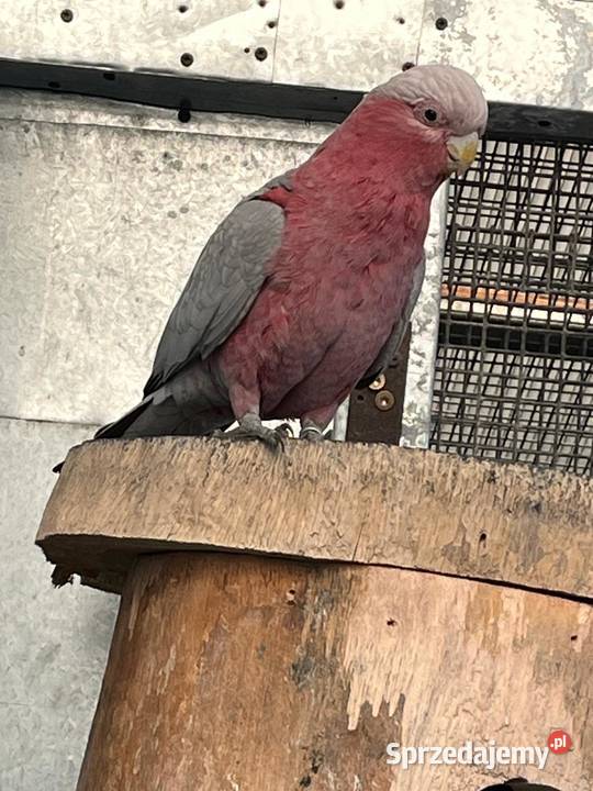 Samiec Kakadu rozowe Rogów