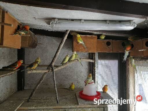 Sprzedam świergotki seledynowe Wieluń sprzedam