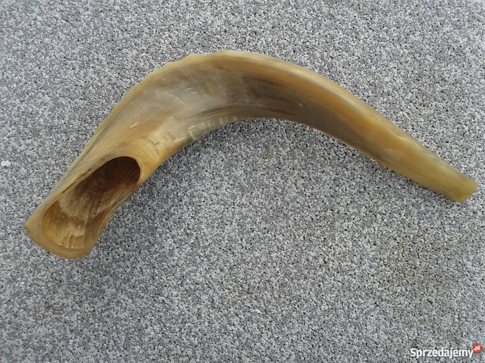Szofar róg Ram Skierbieszów