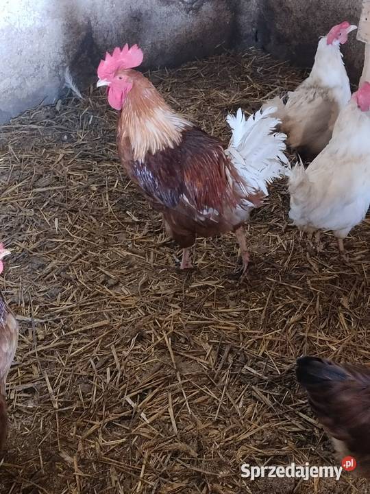 Sprzedam koguty tegoroczne ozdobne Liniewo