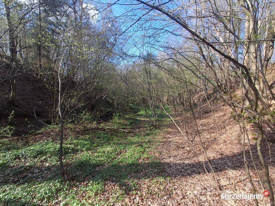 Lipnica Dolna urokliwy młody las