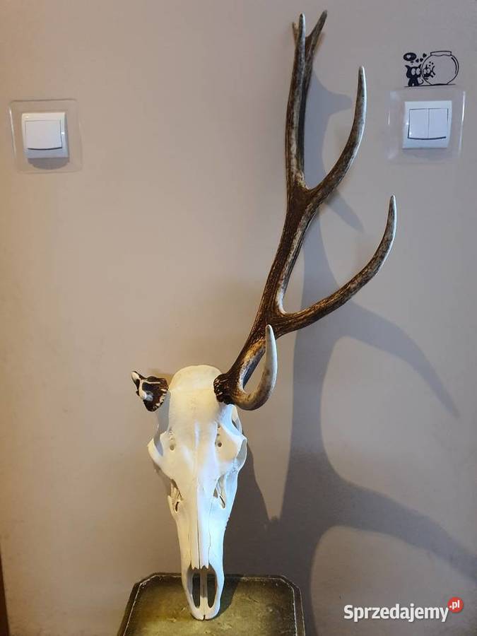 Poroże jelenia Poznań
