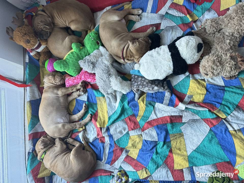 Rednos american Pit bull terrier szczeniaki Grodzisk Mazowiecki