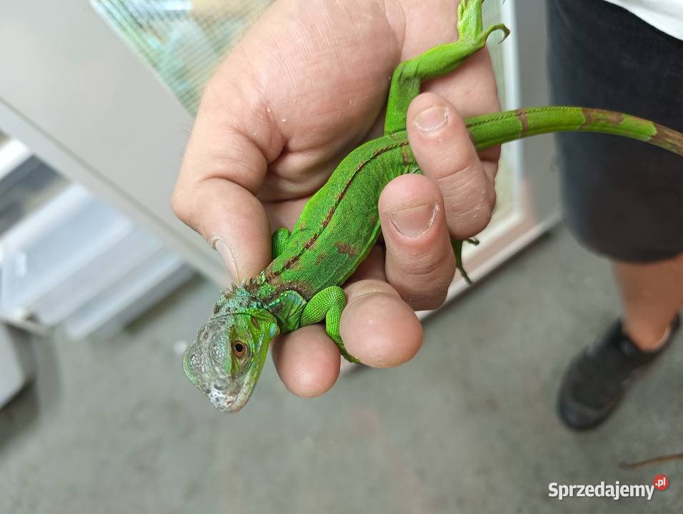 Legwan zielony Iguana Red blue i green Jawor