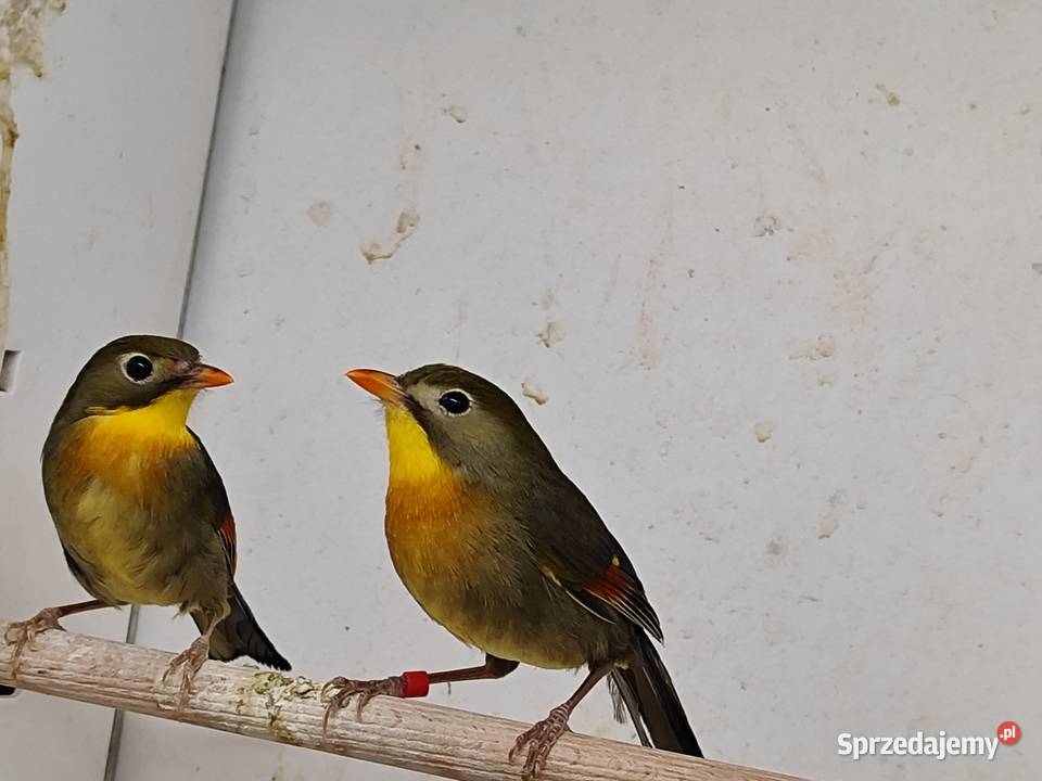 Słowik chiński para
