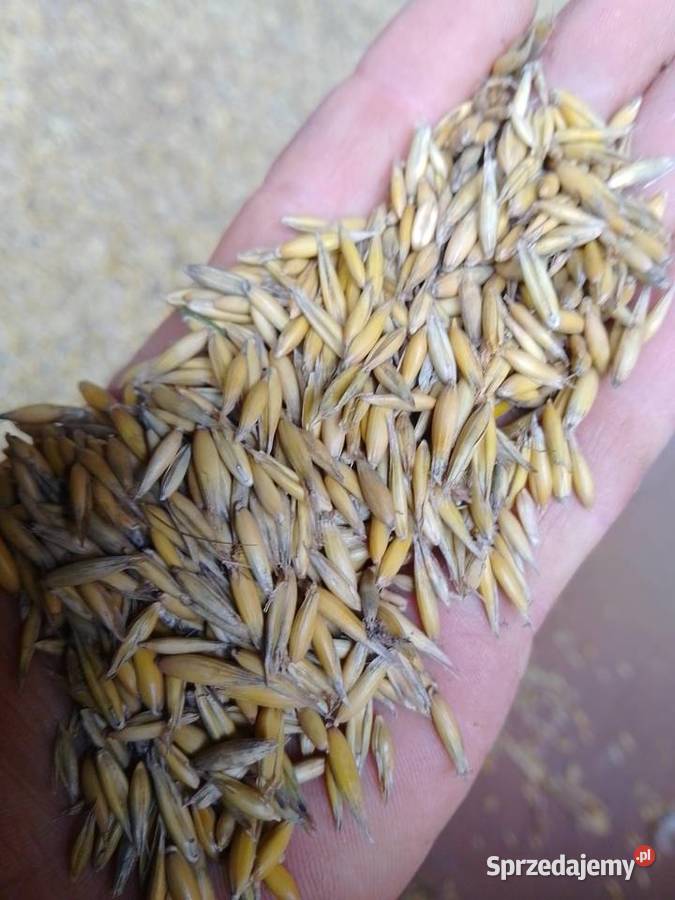 Sprzedam owies 650 brutto Faktura VAT Rokitno