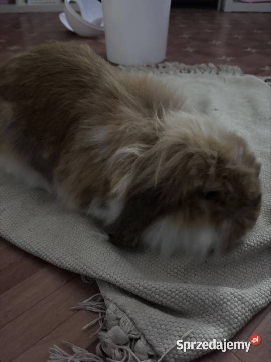 Królik baranek Płock