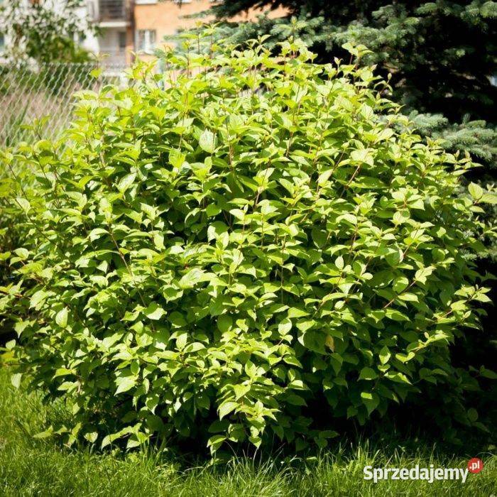 Dereń biały Sibirica Cornus alba 90120 z gruntu