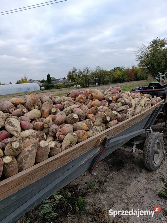 Buraki pastewne Sielce