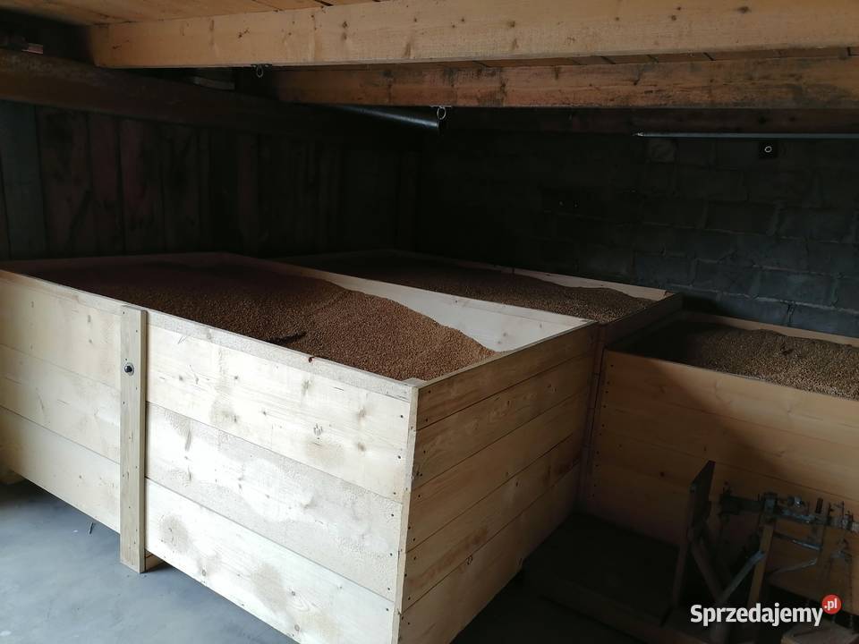 Pszenica ozima Ostroga Masłów Drugi