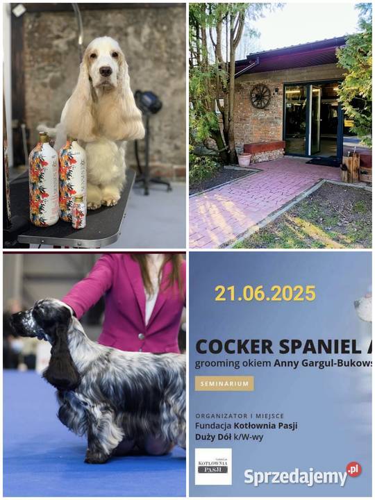 Szkolenie GROOMERÓW pod Wwą Duży Dół