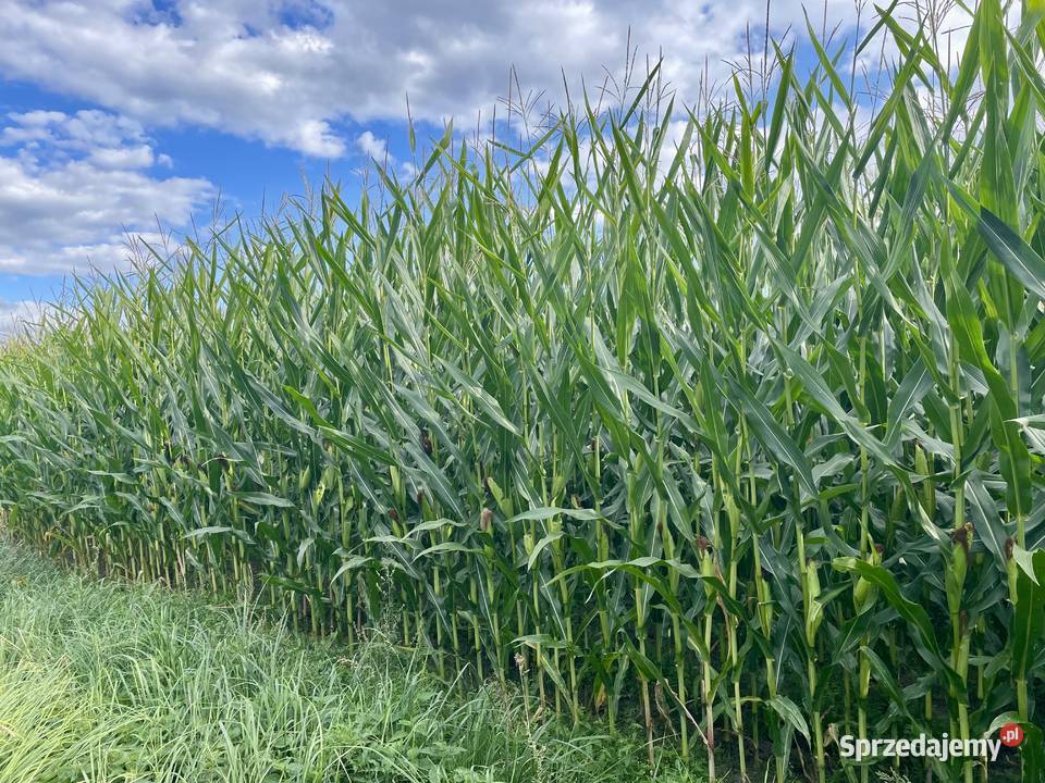 kukurydza na pniu na kiszonkę Grochowiska