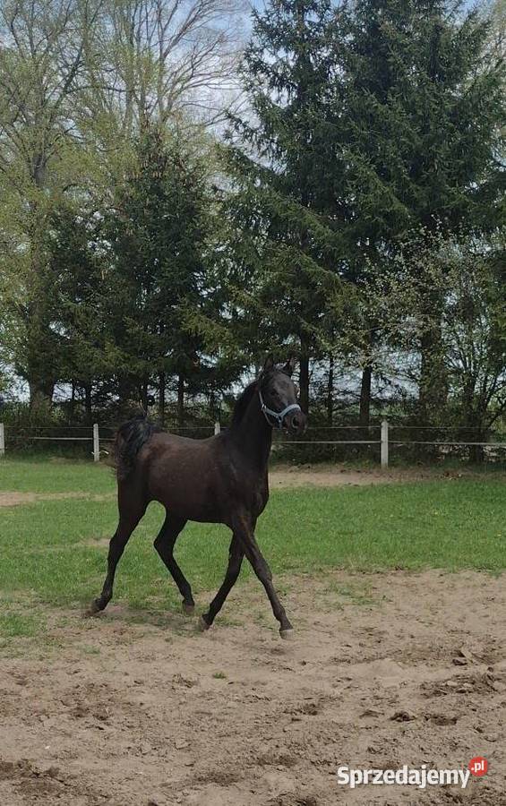 Na sprzedaż klacz czystej krwi arabskiej pomorskie Przechlewo