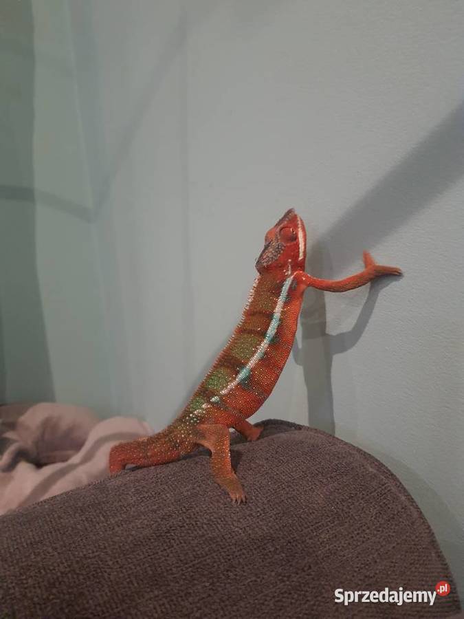 kameleon lamparci ambilobe red bar Toruń