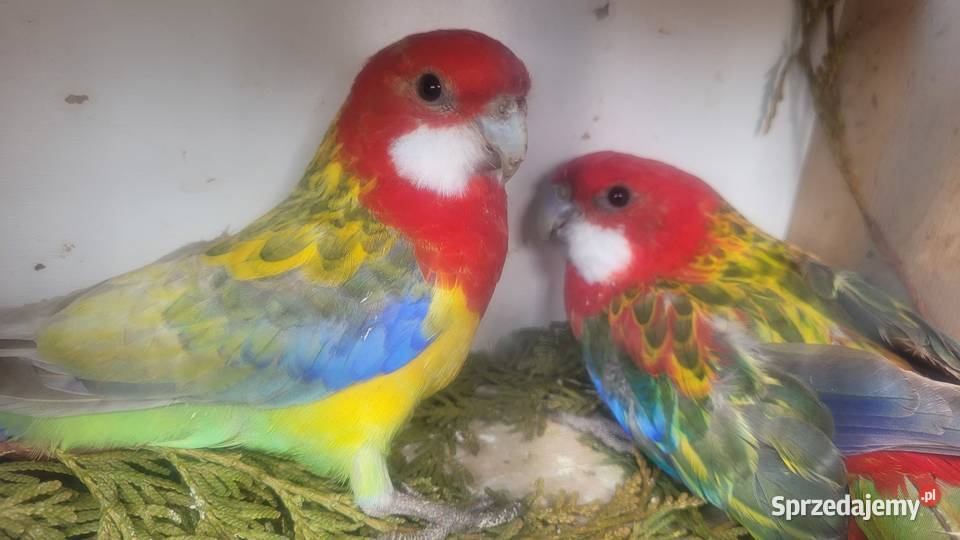 Rozelle białolice małopolskie