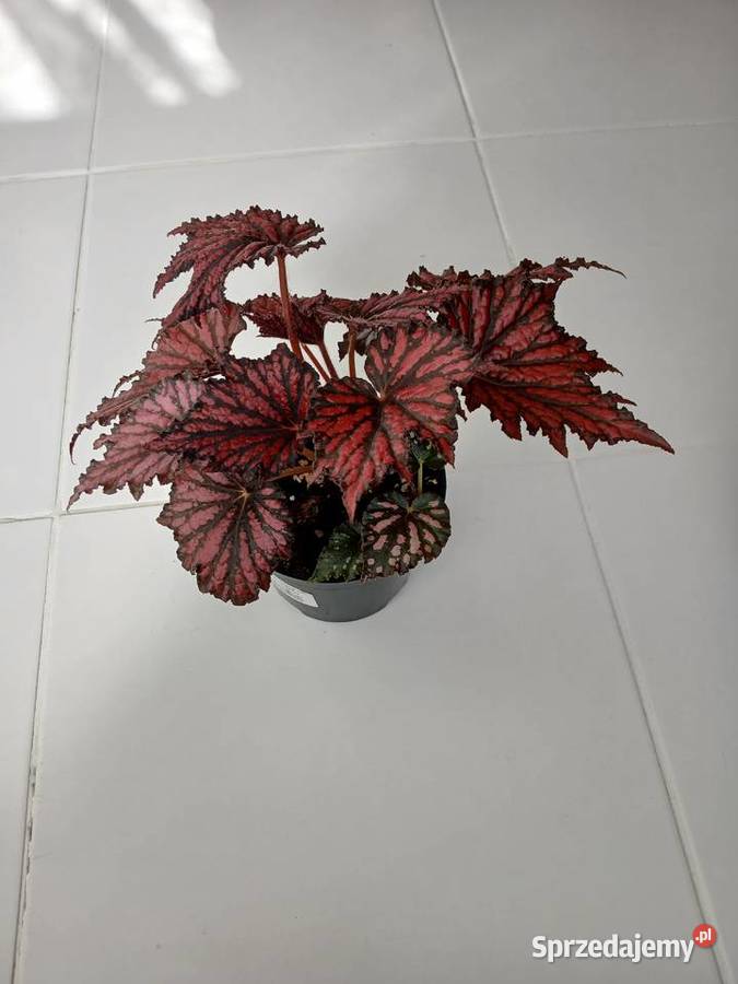 Begonia Rex RED BLACK Częstochowa