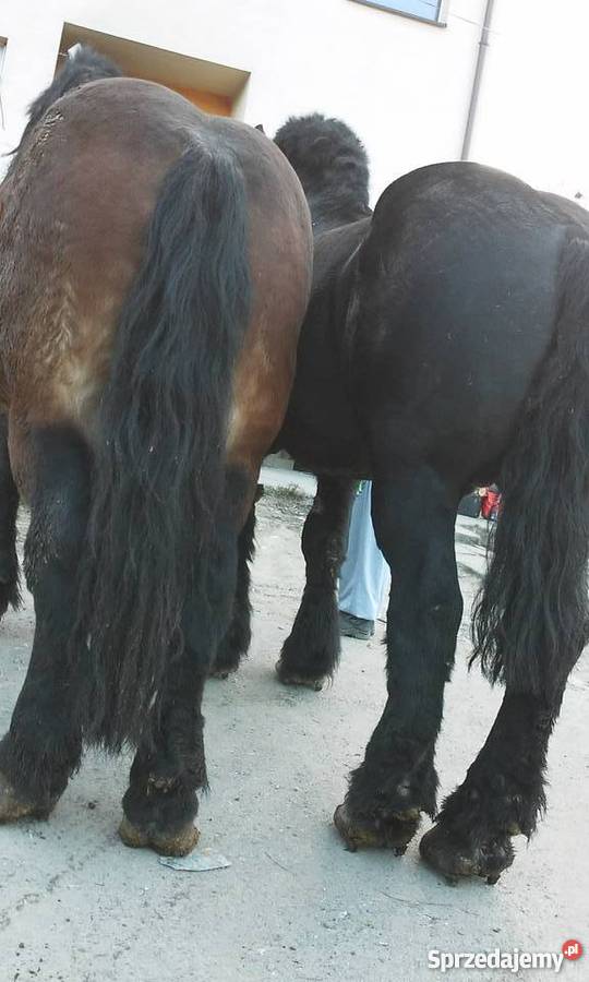 Sprzedam konie małopolskie sprzedam