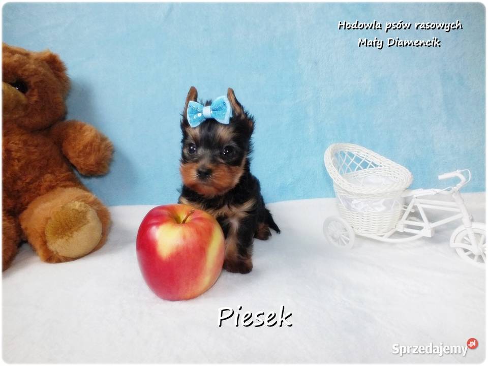 Maleńki piesek York Yorkshire Terrier z Żary sprzedam