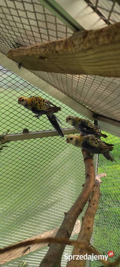 Rozella bladogłowa rozelle Bielsko-Biała