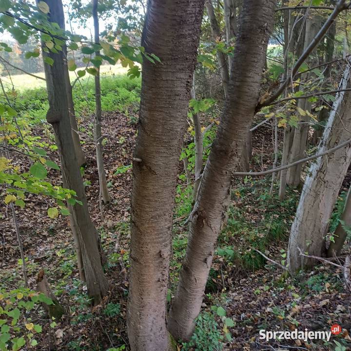 Sprzedam drzewo na pniu Kamesznica
