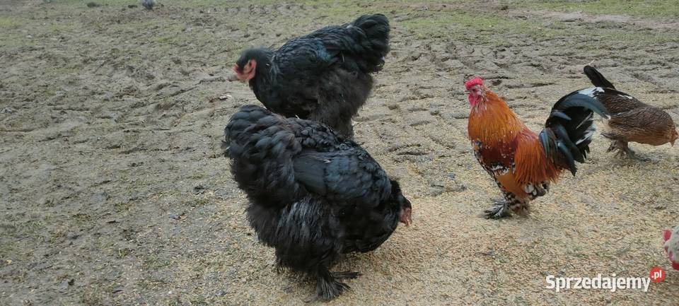 Kury liliputy lubelskie Tokarówka