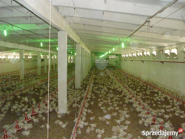 Kompleksowe wyposażenie kurnika kurnik brojler