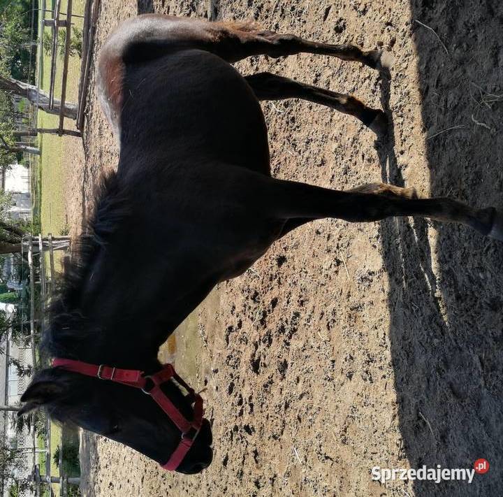 Sprzedam konia huculskiego ogierek wnuk Jaśmina Słupca