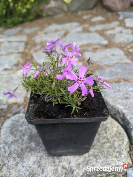 Floks szydlasty różowy Lublin