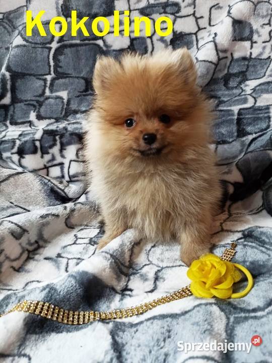 Szpic Miniaturowy Idealne Perełki Różne Kolory Nysa