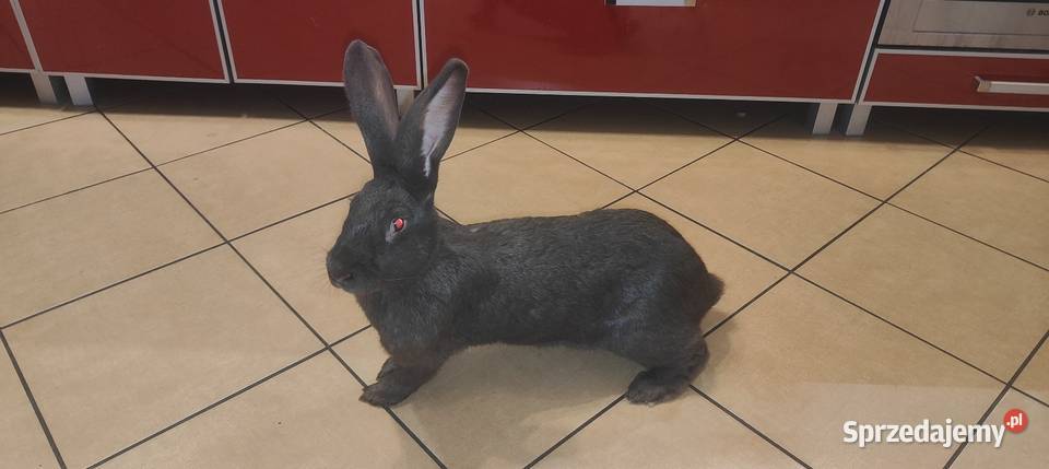 Srokacz niemiecki samica hawana Górki