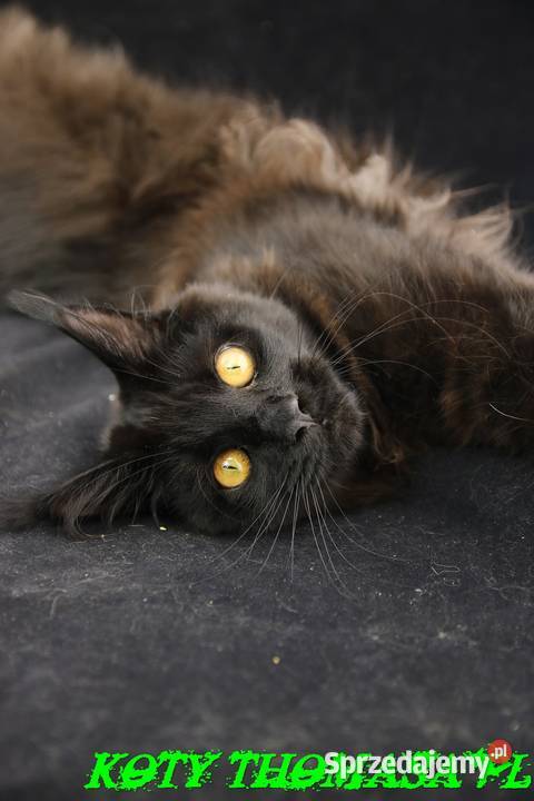 JEDYNA Czarna koteczka Maine Coon Polydactyl wielkopolskie Poznań sprzedam