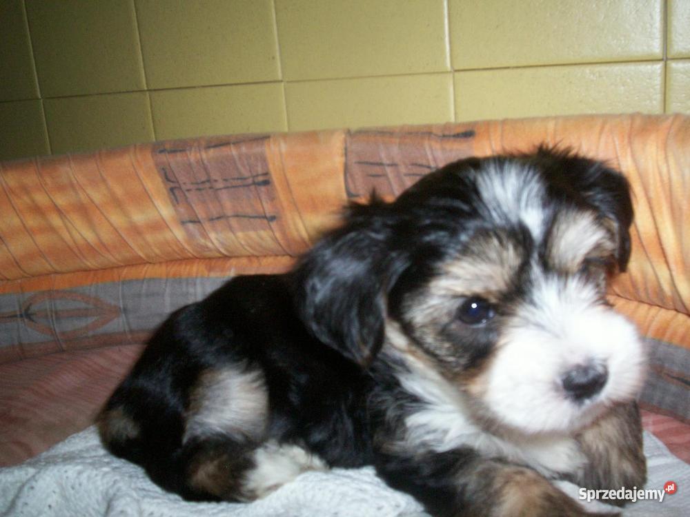 Biewer Yorkshire a la PomPon suczki Inowrocław sprzedam