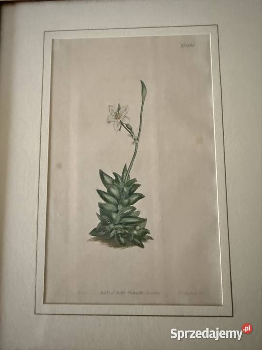 Antyczne Ryciny Botaniczne Miedzioryty 1797 1811 Antyki Czerwionka-Leszczyny