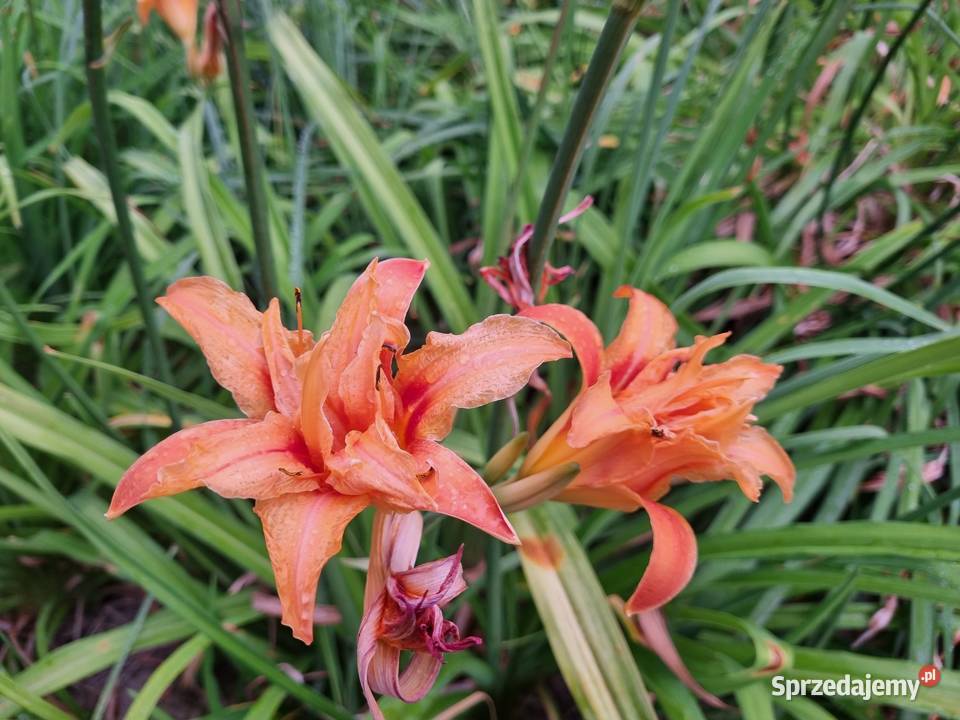 Liliowiec wiele Kolorów Lublin