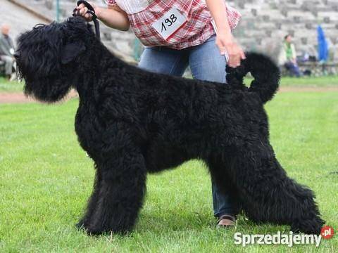 Czarny Terier Rosyjski szczenięta z rodowodem Opole