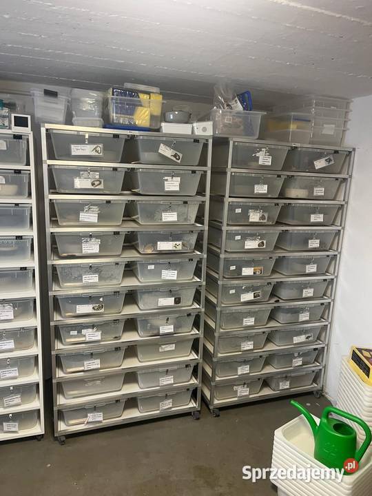 Sprzedam całąhodole pytonów królewskich Zwierzęta Koszarawa