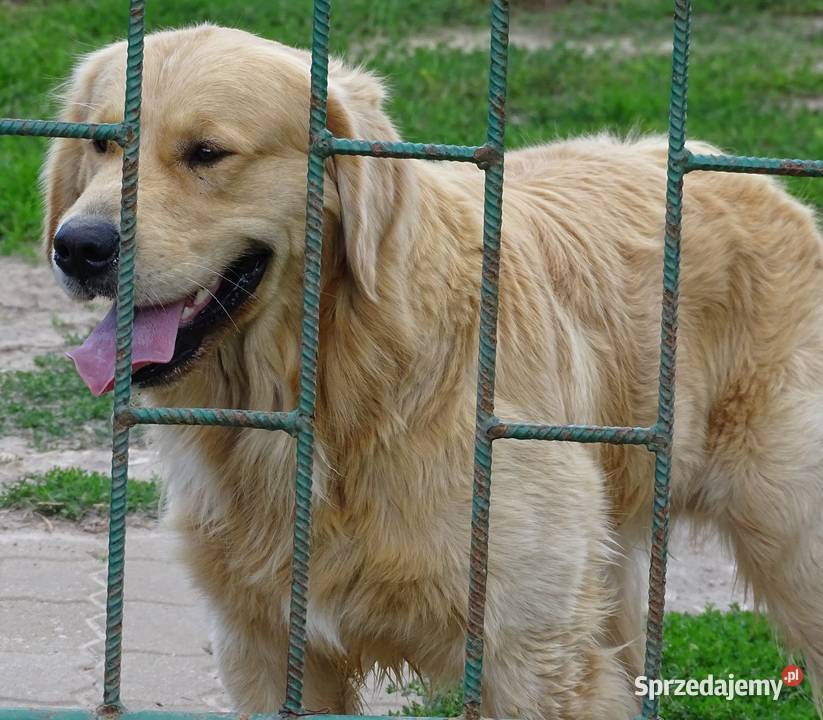 Golden retriever 16 miesięczny Przysucha sprzedam
