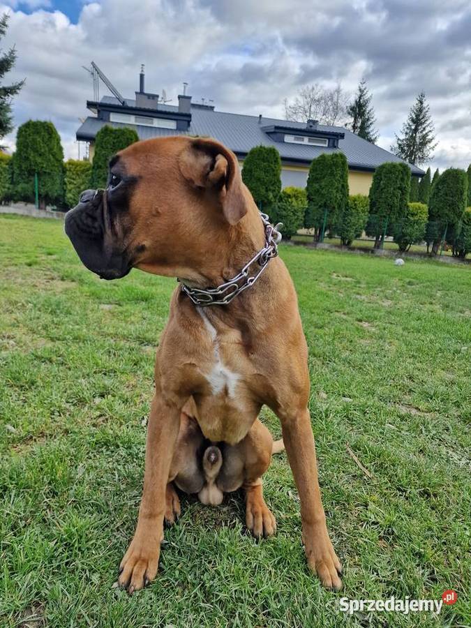 Oddam rasowego boksera koszty utrzymania Jasło