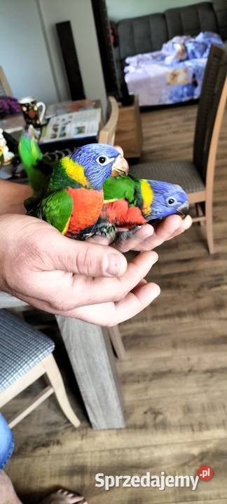 Lorysa 2024 oswojona śląskie Rybnik