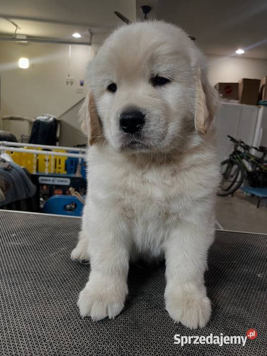 Golden Retriever gotowy do odbioru