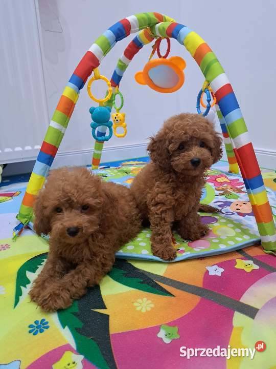 szczenięta pudel toy red płowy z rodowodem FCI Gdańsk