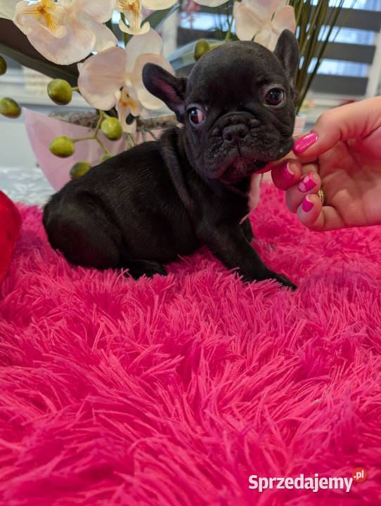 Buldog francuski suczka Gdańsk sprzedam