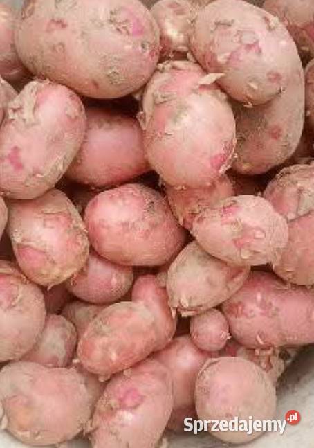 sprzedam ziemniaki Prudnik