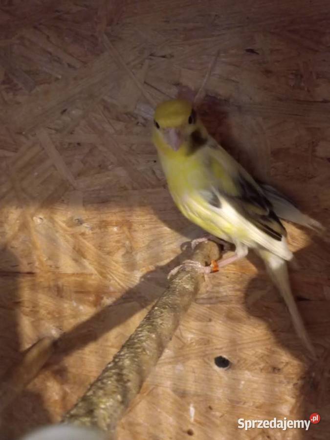 Papugi Rudosterki Modrolotki Ryżowce i inne 2524 Ptaki opolskie Faustianka